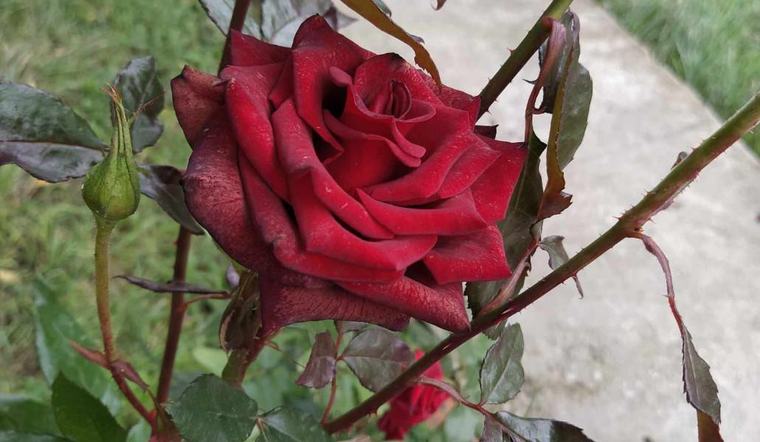 Օդի ջերմաստիճանը վաղվանից կնվազի